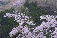 八王子城跡より望む桜 [YHI110010083]