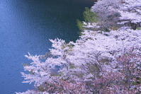 奥多摩湖の桜 [YHI110010084]