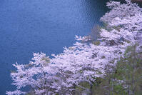 奥多摩湖の桜 [YHI110010085]