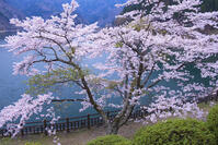 奥多摩湖の桜 [YHI110010086]
