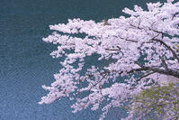 奥多摩湖の桜 [YHI110010087]
