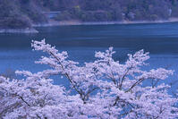 奥多摩湖の桜 [YHI110010088]