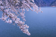 奥多摩湖の桜 [YHI110010089]