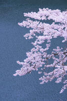 奥多摩湖の桜 [YHI110010091]