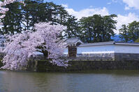 桜咲く小田原城 [YHI110010092]