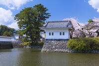 桜咲く小田原城 [YHI110010093]