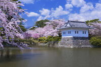 桜咲く小田原城 [YHI110010094]