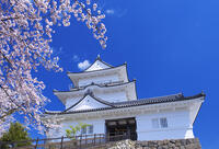 桜咲く小田原城 [YHI110010096]