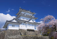 桜咲く小田原城 [YHI110010097]