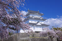 桜咲く小田原城 [YHI110010098]