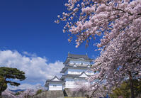 桜咲く小田原城 [YHI110010100]