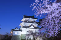 桜咲く小田原城夜景 [YHI110010101]