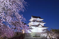桜咲く小田原城夜景 [YHI110010102]