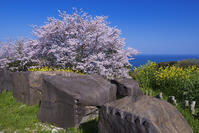 石垣山一夜城跡の石垣用石材 [YHI110010109]