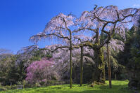 長興山紹太寺しだれ桜 [YHI110010111]