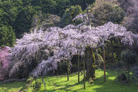 長興山紹太寺しだれ桜 [YHI110010113]