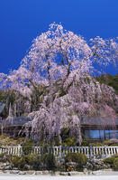 身延山久遠寺のしだれ桜 [YHI110010114]