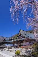 身延山久遠寺のしだれ桜 [YHI110010115]