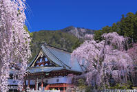 身延山久遠寺のしだれ桜 [YHI110010116]