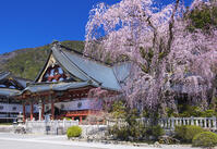 身延山久遠寺のしだれ桜 [YHI110010120]