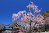 身延山久遠寺のしだれ桜 [YHI110010121]