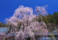 身延山久遠寺のしだれ桜 [YHI110010122]