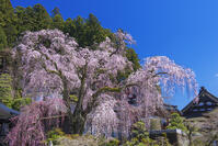 身延山久遠寺のしだれ桜 [YHI110010124]