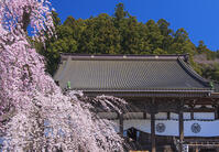身延山久遠寺のしだれ桜 [YHI110010125]