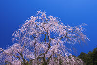 身延山久遠寺のしだれ桜 [YHI110010127]