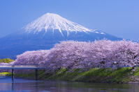 潤井川龍巌淵の桜と富士山 [YHI110010128]