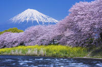 潤井川龍巌淵の桜と富士山 [YHI110010130]