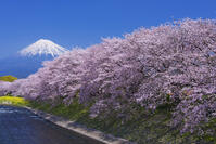 潤井川龍巌淵の桜と富士山 [YHI110010133]
