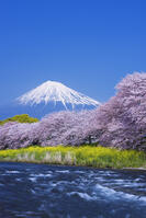 潤井川龍巌淵の桜と富士山 [YHI110010136]