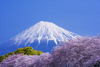 潤井川龍巌淵の桜と富士山 [YHI110010137]