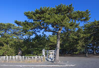 三保の松原の羽車神社 [YHI110010144]