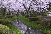桜咲く兼六園 [YHI110010146]