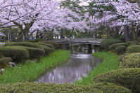 桜咲く兼六園 [YHI110010148]
