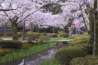 桜咲く兼六園 [YHI110010149]
