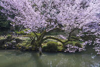 桜咲く兼六園 [YHI110010155]