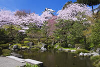 桜咲く金沢城 [YHI110010157]