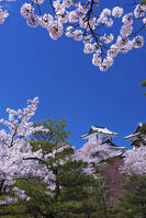 桜咲く金沢城 [YHI110010159]