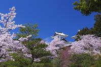 桜咲く金沢城 [YHI110010160]