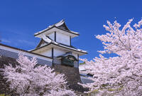 桜咲く金沢城 [YHI110010164]