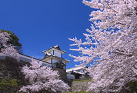 桜咲く金沢城 [YHI110010168]