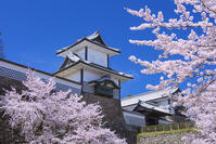 桜咲く金沢城 [YHI110010169]