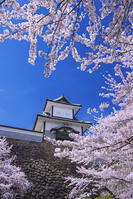 桜咲く金沢城 [YHI110010172]