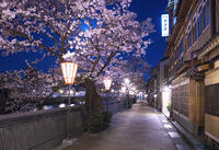 桜咲く主計町夜景 [YHI110010176]