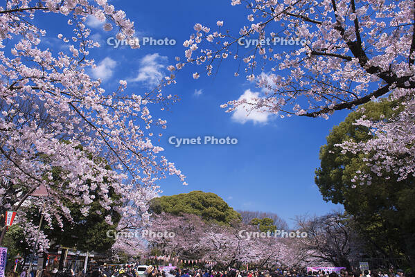 桜咲く上野公園 [YHI110010050]