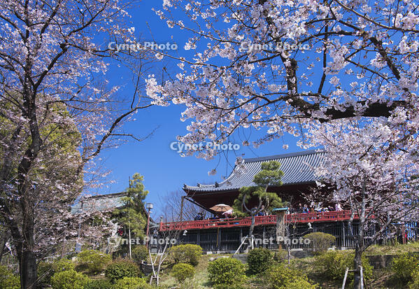 桜咲く上野公園の清水観音堂 [YHI110010051]