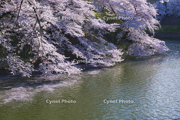 桜咲く千鳥ヶ淵 [YHI110010052]